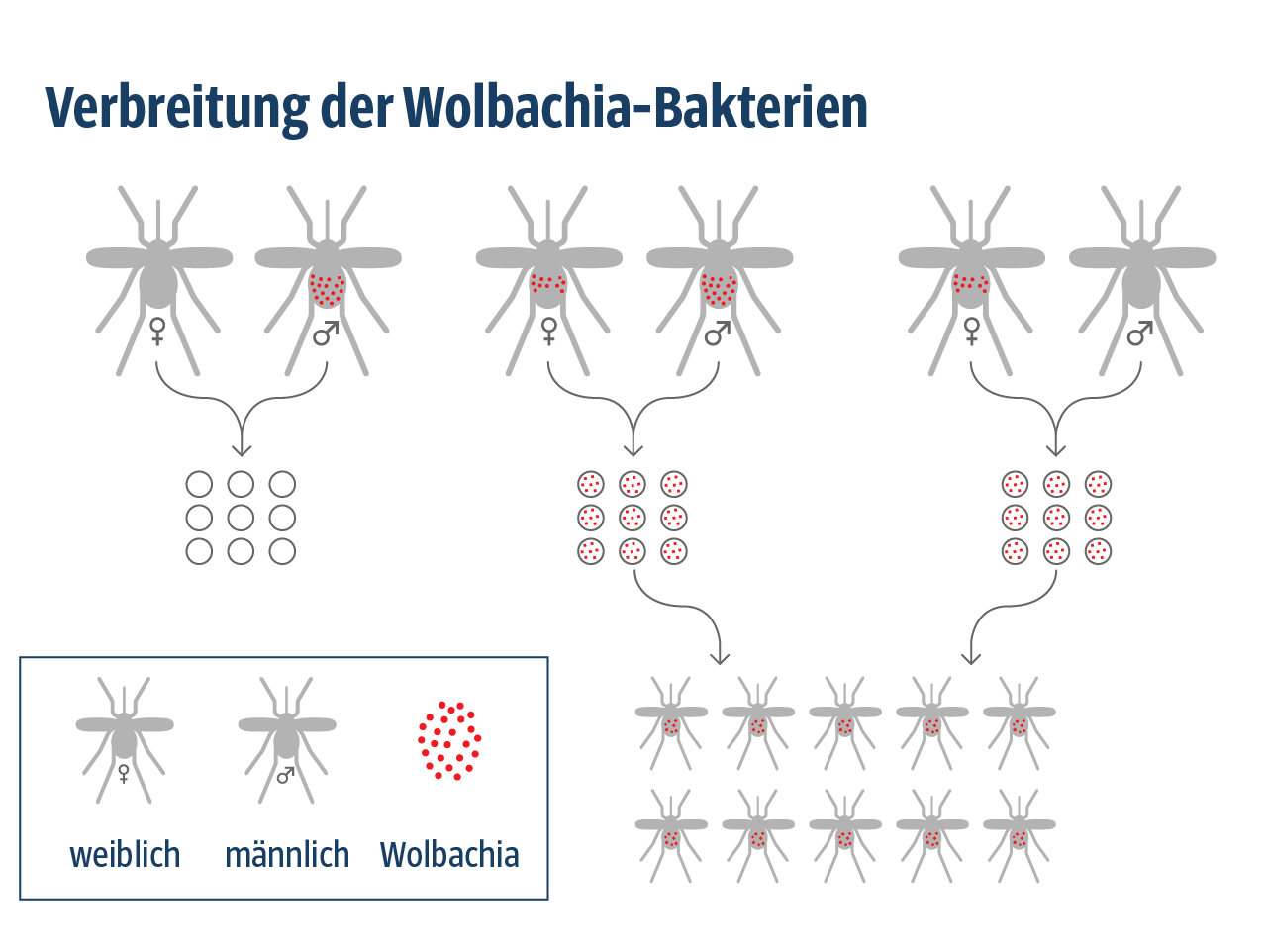  Wenn das Mückenweibchen oder beide bei der Paarung Wolbachia-Träger (rot) sind, sind es auch die Nachkommen (Varianten rechts und Mitte ). Wenn nur das Männchen Wolbachia-Bakterien hat, ist keine Fortpflanzung möglich (links).