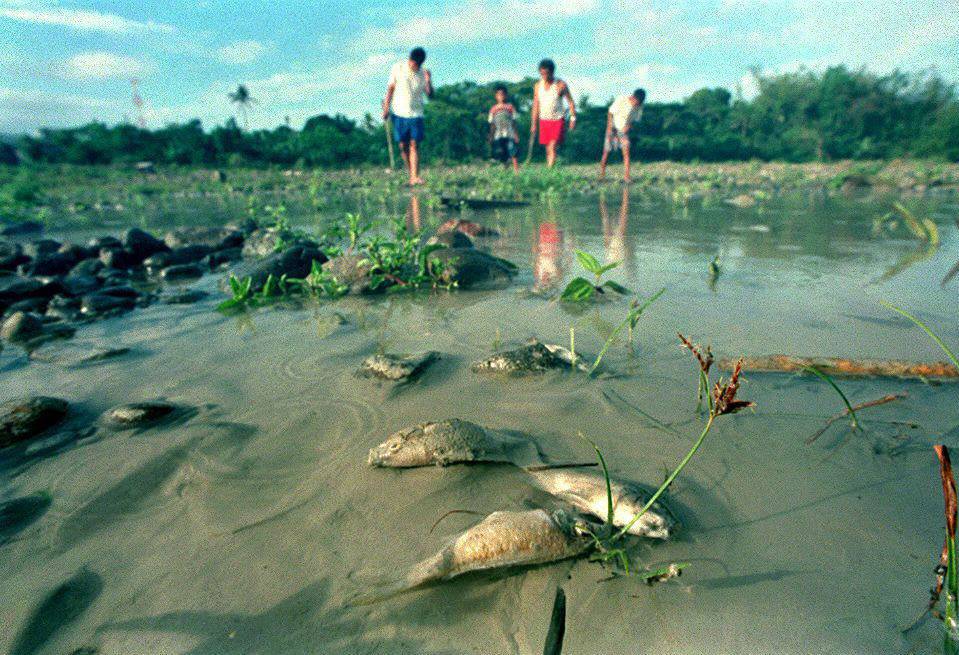 Tote Fische am Ufer des Boac-Fluß
