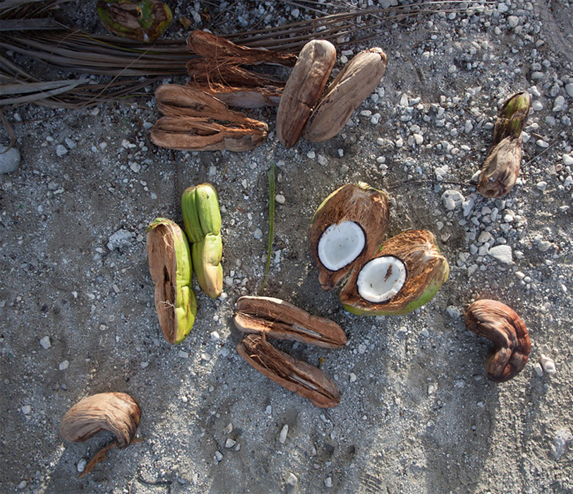 Geöffnete Kokosnuss