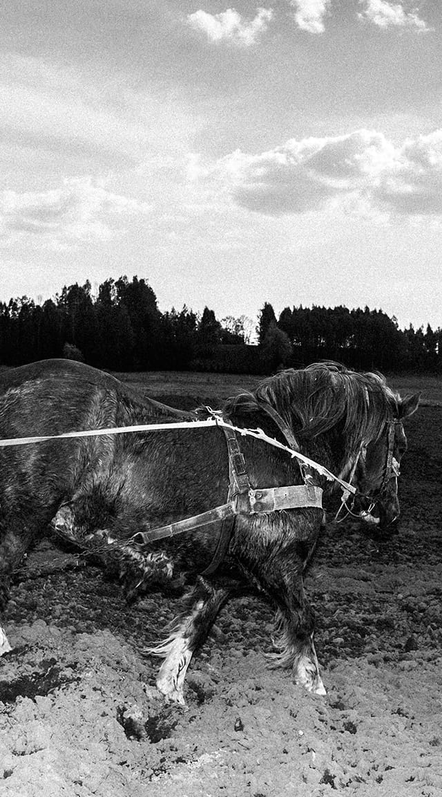 Mit Pferden bestellen manche Bauern in Litauen ihre Felder. Fast 30 Jahre nach der Wende lässt der Wohlstand auf sich warten, und in keiner Bevölkerungsgruppe werden so viele Suizide gezählt wie unter armen, älteren Männern, die allein auf dem Land leben.