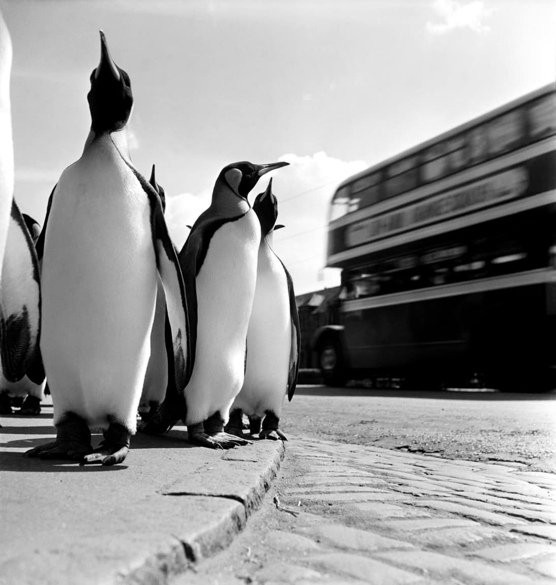 Da kommt’s Vogerl: Edinburgh, 1950. Eine Gruppe Pinguine spaziert seelenruhig einen Gehsteig entlang. Was Werner Bischof damals natürlich wusste und für sich nutzte: Der Zoodirekter der schottischen Stadt führte die Tiere jede Woche durch die Straßen. Ein Werbe-Gag.