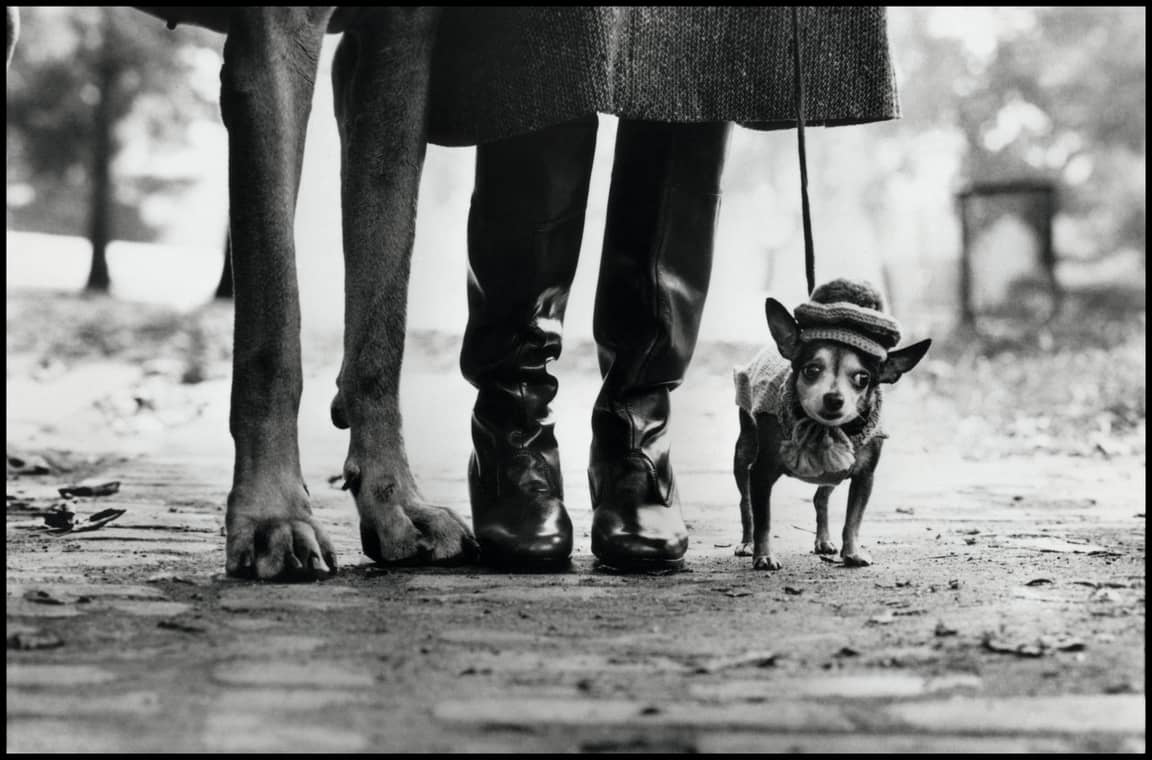 Hundeblick: New York, 1974. Wenn es etwas gibt, dass Elliott Erwitt fotografisch liebt, dann Hunde. Und am besten noch wie hier: Hundebeine, Menschenbeine und ein Chihuahua.